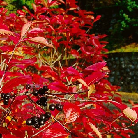 Aronia melanocarpa autumnal spell